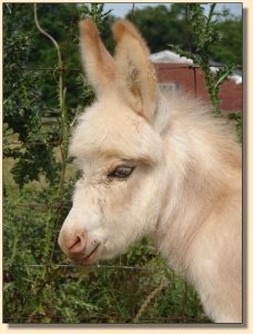 Juno Me, frosted light red/gray (pink) spotted jennet