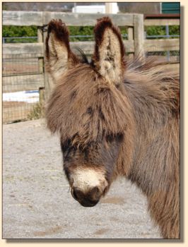 In a Tizzie, 3-04-09