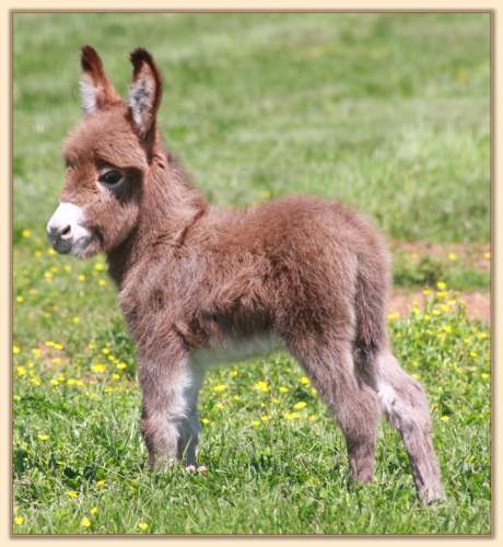 HHAA Baptism by Fire (Babs)