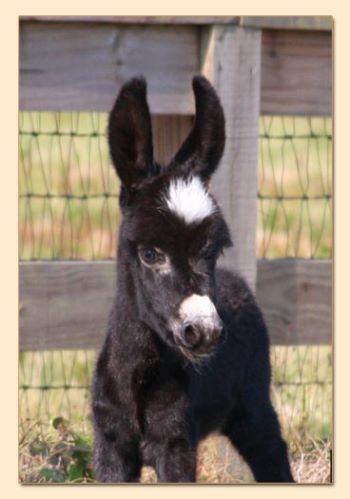 HHAA Black 'n' Bling