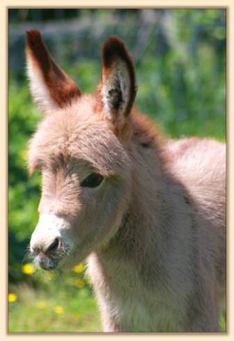 HHAA Pinkie  Swear a.k.a. Cuss