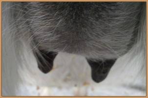 Sheila's teats on 3/08/12