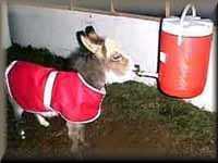 Miniature Donkey Homer drinking from his 'Igloo' Mom!