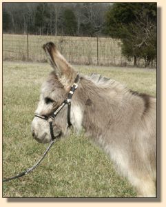 Half Ass Acres Lil' Pixie Dust