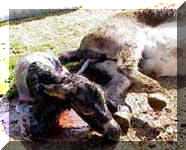 Miniature Donkey Dixie Chick's birth